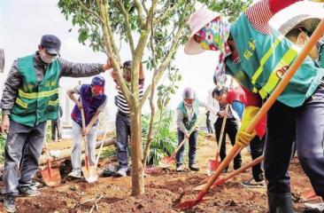 苗木配送及養(yǎng)護(hù)、施工現(xiàn)場(chǎng)