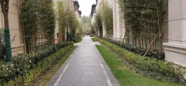 中海意園綠化項(xiàng)目